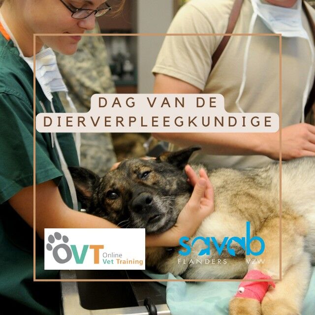 Vandaag is het dag van de dierverpleegkundige!
Een dag om hem of haar in de bloemetjes te zetten en een cadeautje te bezorgen.
Wist je dat je via SAVAB ene handig combinatiepakket op OVT kan aankopen? 1 dierenarts gecombineerd met 1 assistent aan een niet te kloppen prijs!
Laat je ❤️ voor je dierverpleegkundige zien en kijk snel op onze website:https://www.savab.be/nl/ledenzone/online-vet-training/online-vet-training-1/combipakket-ovt-dierenarts-assisent.htm